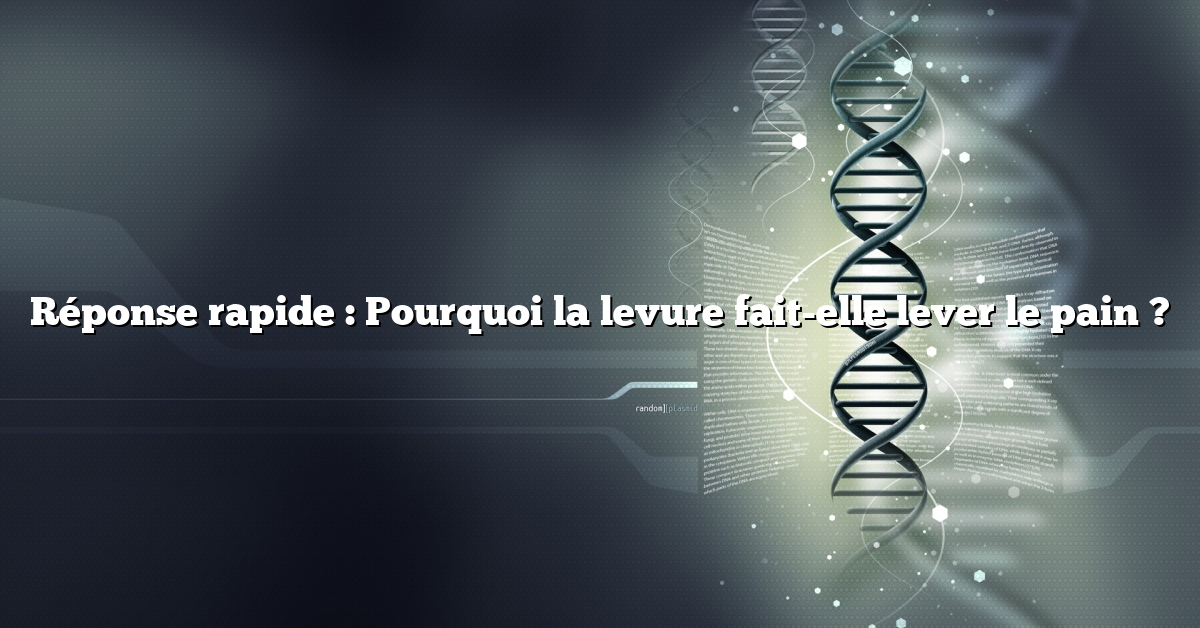 Réponse rapide : Pourquoi la levure fait-elle lever le pain ?